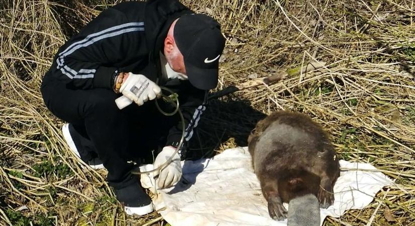 Vak vérparaziták tarolják le a Dráva környékét, különös lényre bukkantak a somogyi hódokban