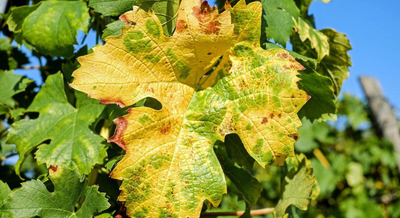 Nébih: már tavasszal elkezdhetnek küzdeni az aranyszínű sárgaság ellen a szőlősgazdák