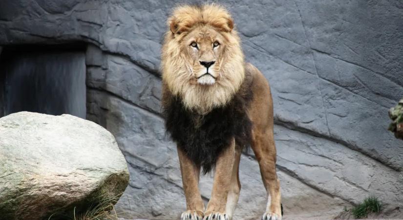 Saját csapdájába esett a részeg férfi, miután kiengedte az oroszlánokat – videó