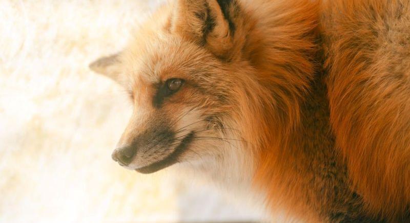 Meglepő potyautast találtak a Londonból New York-ba tartó hajón