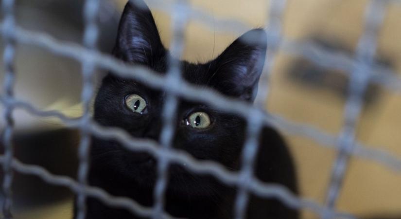 Péntek 13: Tíz hátborzongató történet, ami tényleg megtörtént!