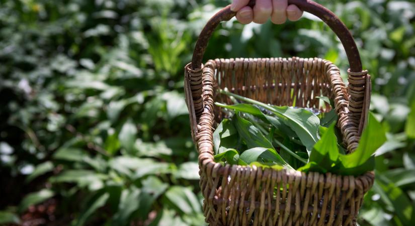 Beindult a medvehagymaszezon: nekünk ezek a lelőhelyek váltak be!