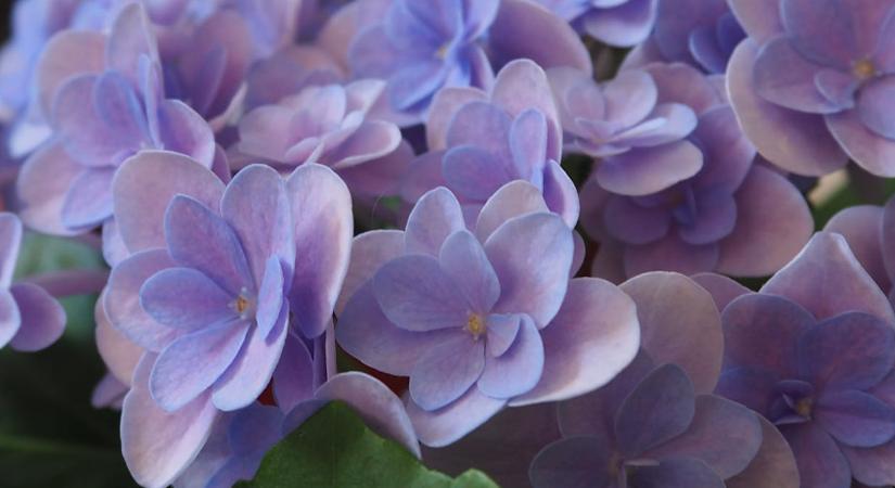 Őszig virágzik a hortenzia, ha erről most nem feledkezik meg