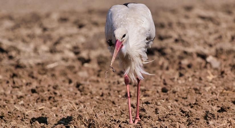 3 napos előrejelzés: Hiába a nappali 20 fok, a fagyzugokban repkednek a mínuszok