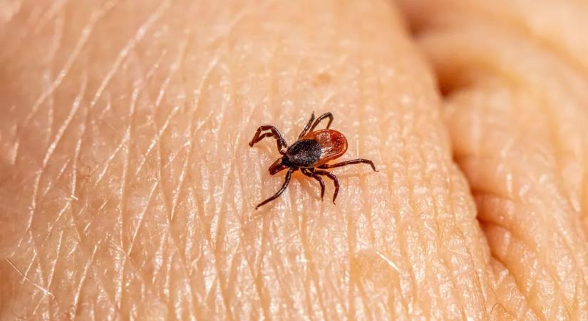 Ajjaj! Megcsípte egy kullancs? Mutatjuk mi a teendő!