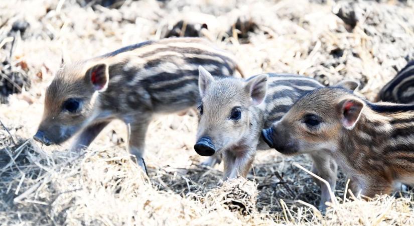 Öt kicsi vadmalac született a szolnoki vadasparkban