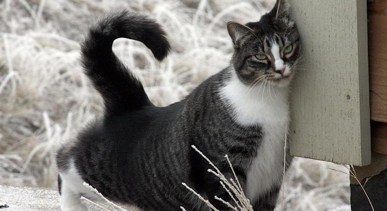 Miért dörgölőzik a macska idegen emberekhez?