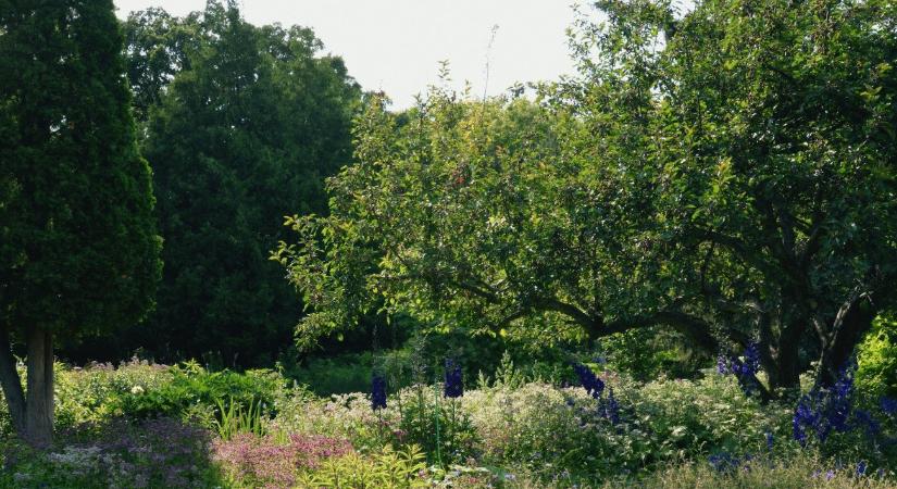 Visszavonhatatlanul itt a tavasz: kezdődik a szezon az arborétumokban, botanikus kertekben