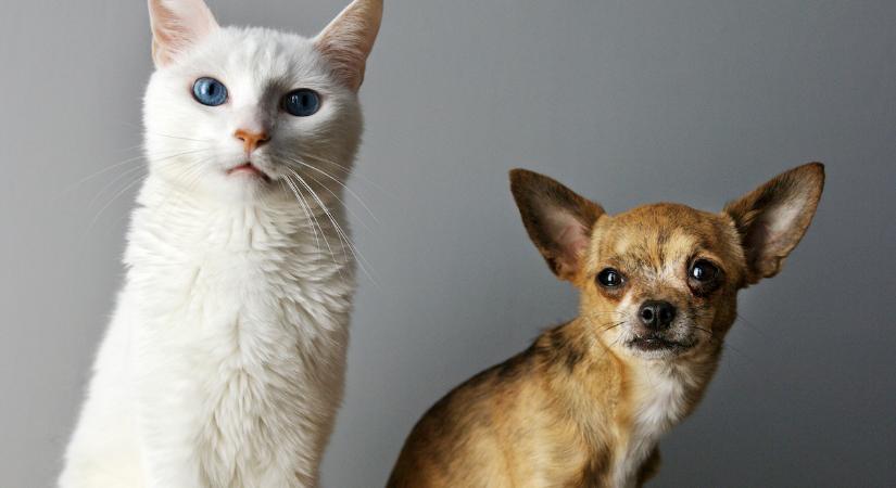 Miért provokálják a macskák a kutyákat? (videó)