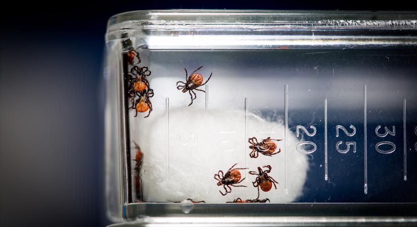 Nyakunkon a kullancsszezon! Lyme-kór: „a folt megjelenése alapján szinte minden esetben felismerhető a fertőzés”
