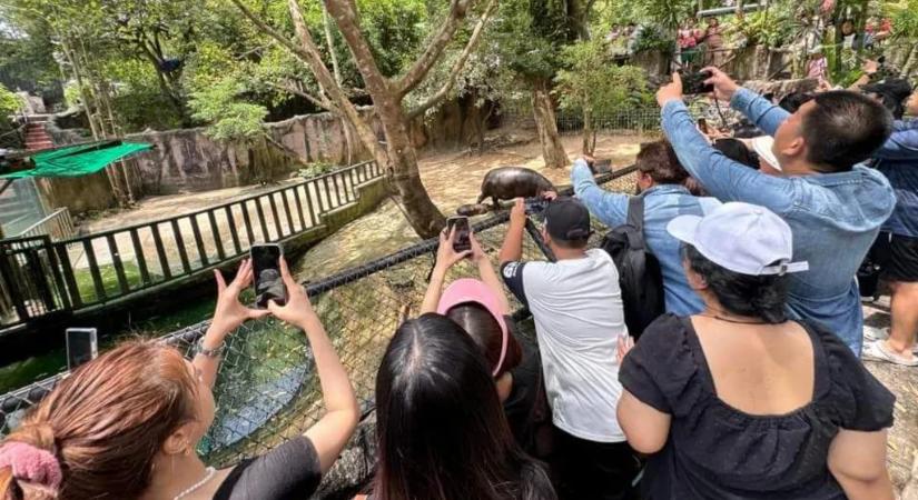 Ezek az állatok képesek átlátszóvá válni, igazi evolúciós csodák