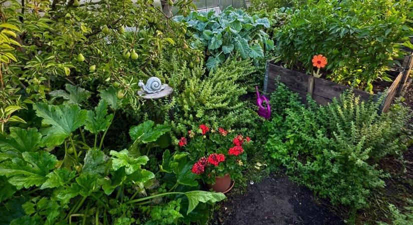 Palotavárosi kiskert felszámolás: ezek álltak a háttérben