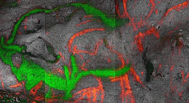 Első alkalommal végezték el a dordogne-i őskőkori barlangrajzok abszolút kormeghatározását