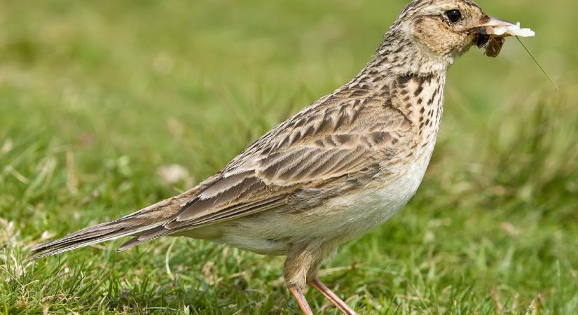 Magyarország madarai: a mezei pacsirta