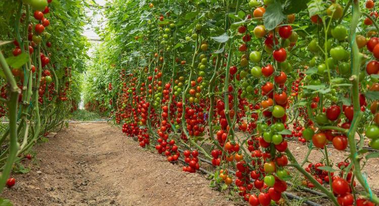 Robot szedi a paradicsomot Hollandiában