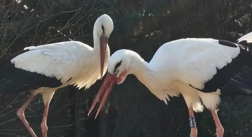 Kilenc éve a szerelem szárnyán: Szofi, a hűséges gólya idén is hazatért párjához Dömösre