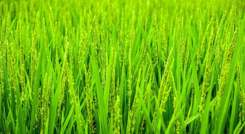 1,7 millió tonna import: a vámmentes áru végleg padlóra küldheti a termelőket