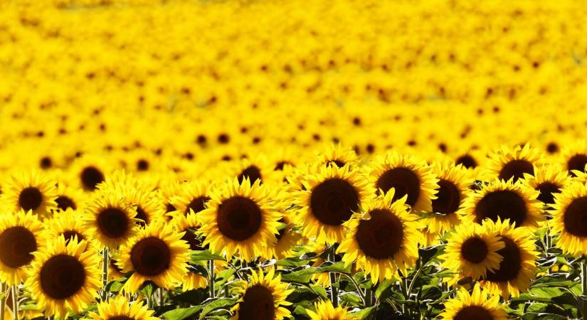 Ilyen virág illik hozzád az AI szerint – most megtudod, mit árul el rólad a személyiséged