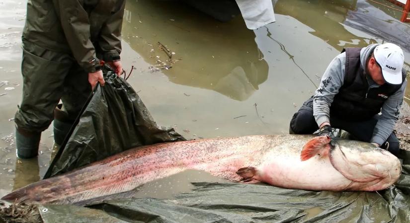 Elképesztő méretű harcsa akadt horogra a Tiszán