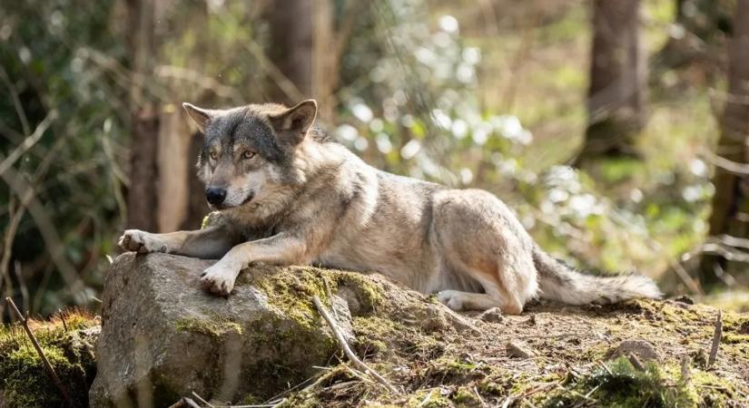 Egyre több nagyragadozó bukkan fel a szomszédos országban – farkasokra és medvékre figyelmeztetnek
