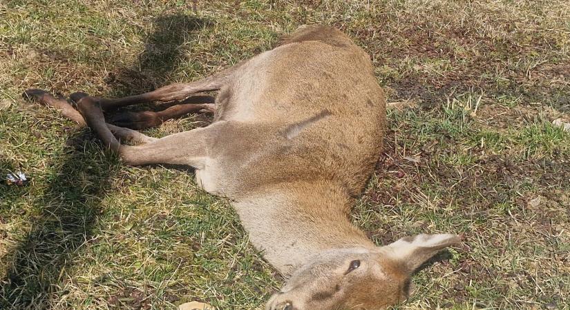 Farkasfalka támadása a falu szélén – két szarvas pusztult el Martonyiban