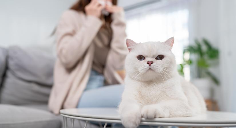 5 tévhit és féligazság a macskaallergiáról