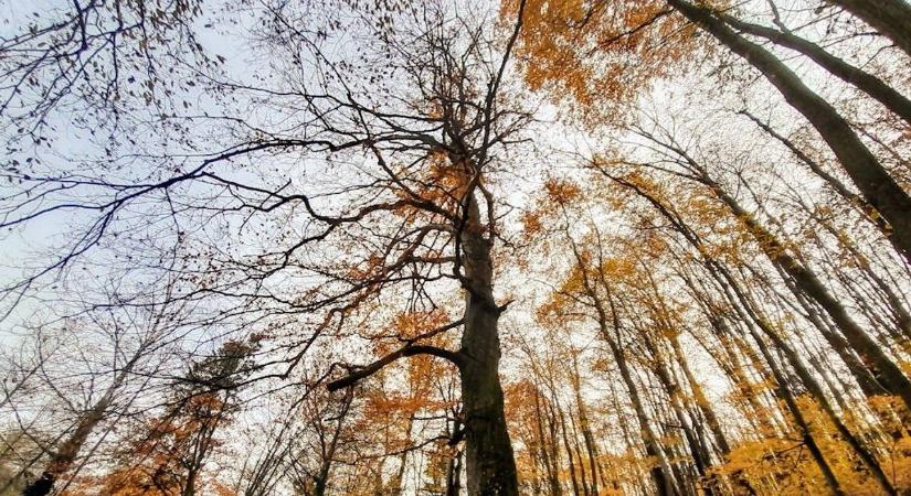Szakmai alapok: ezért vágták ki a somogyiak kedvenc fáját, több mint 200 éves volt a tókaji öreg bükk