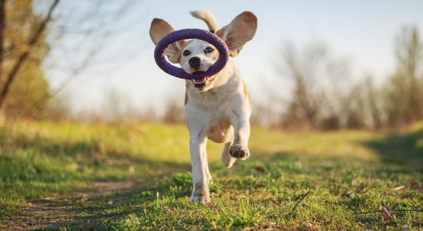 Napos, tavaszi folytatás