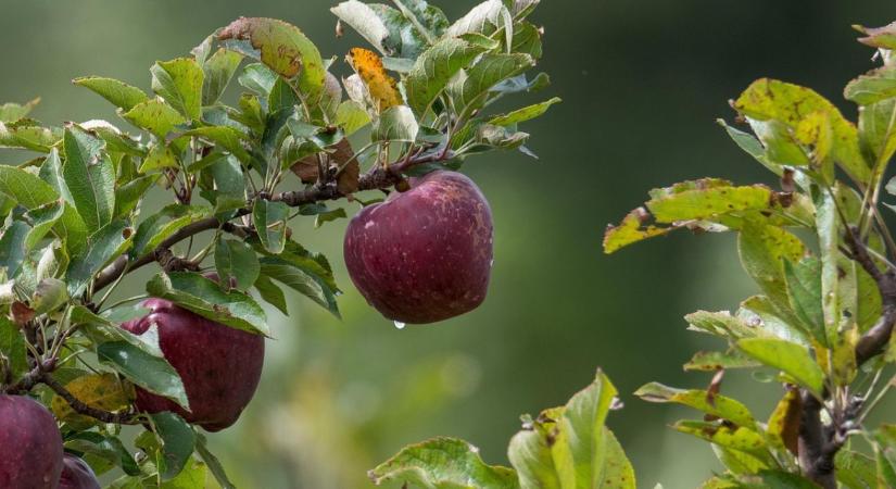 Szigorú tiltólista az EU-ban: egy népszerű gombaölő végleg kiesik a technológiából