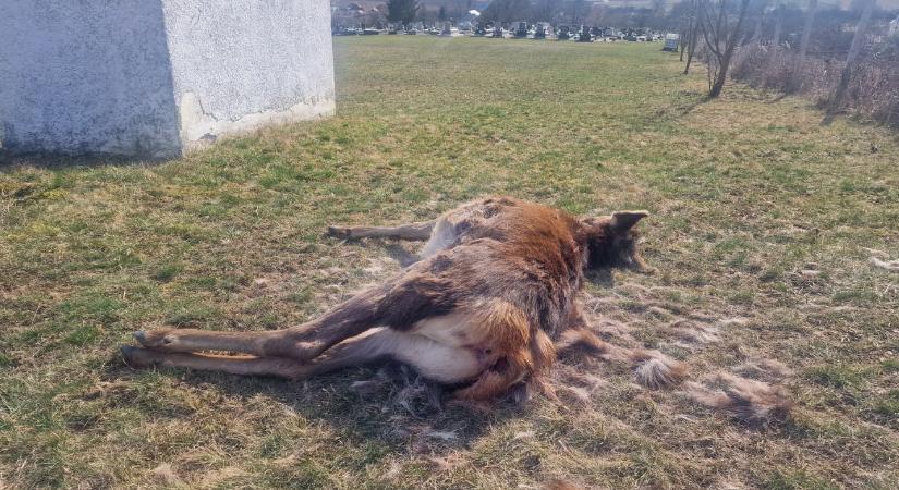 Farkastámadás Martonyiban: menekülő szarvasok törték át a temető kerítését