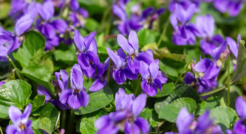 Természetes egészség – Elengedhetetlen tavaszi növényeinkről