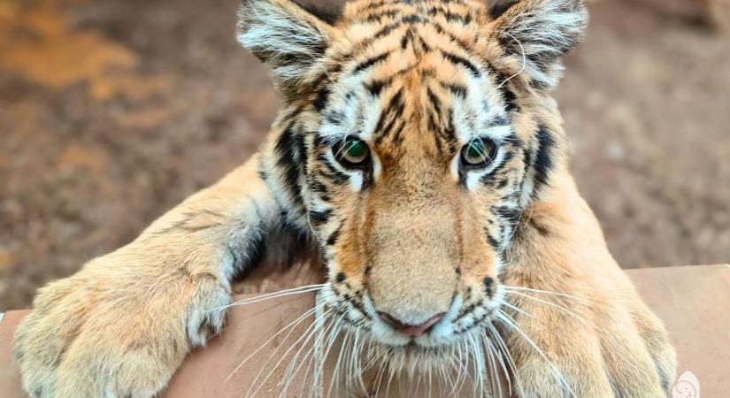 Utoljára láthatják az állatkert sztárját: eldőlt, mikor költözik a tiszafüredi kistigris