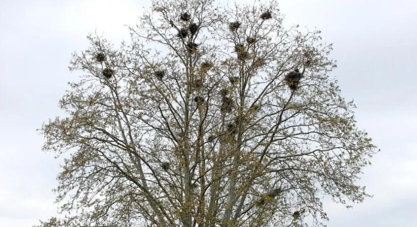 Segítsen Ön is a kerületi vetési varjú állomány felmérésében! – A Magyar Madártani Egyesület felhívása