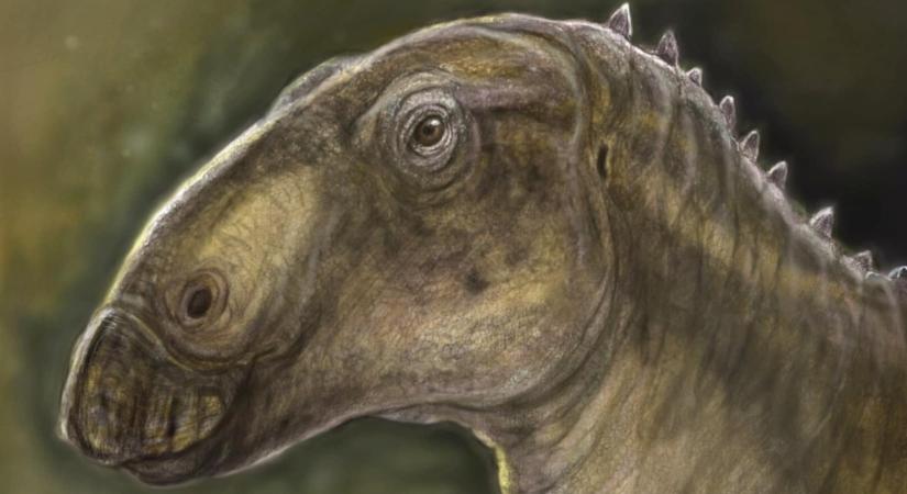 Különleges kacsacsőrű állatot fedeztek fel Erdélyben