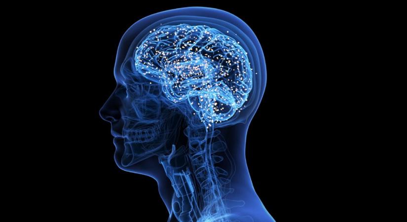 Egy fehérjefajta segítségével átláthatóvá tehető az agy, és így megfigyelhető a működése