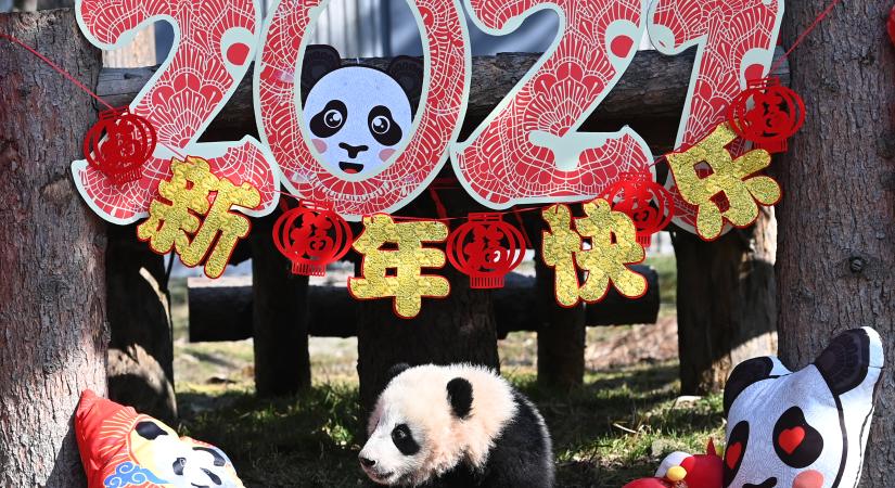 Bemutatták a tavaly született panda bocsokat Kínában - képek