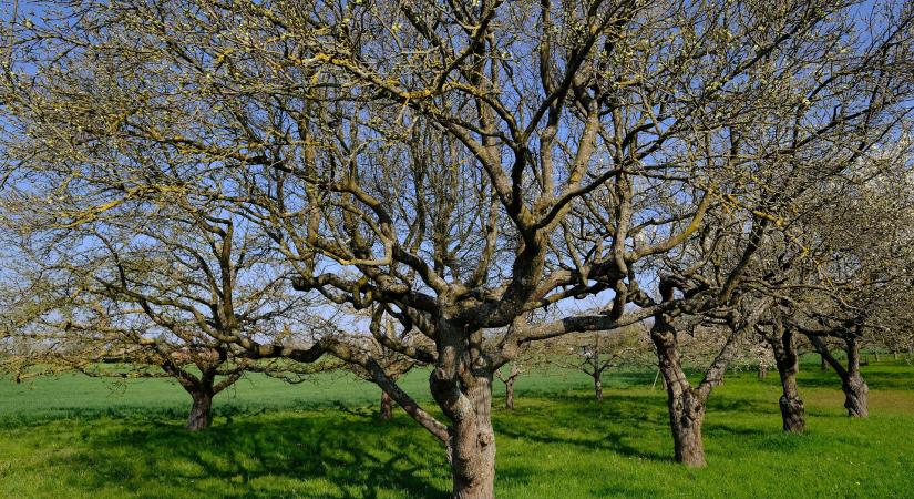 Közeleg a tavasz, nő a fagyveszély a gyümölcsösökben