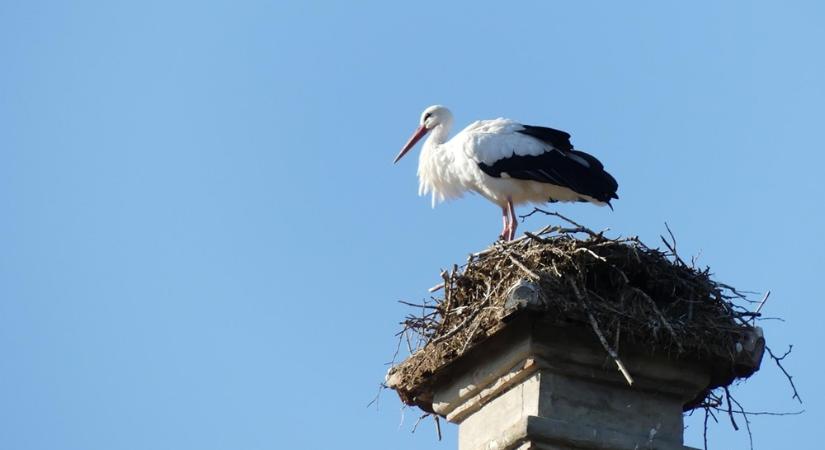 Gólya a kéményen? A büntetéstől még megijedsz, a szén-monoxidtól inkább tényleg félj