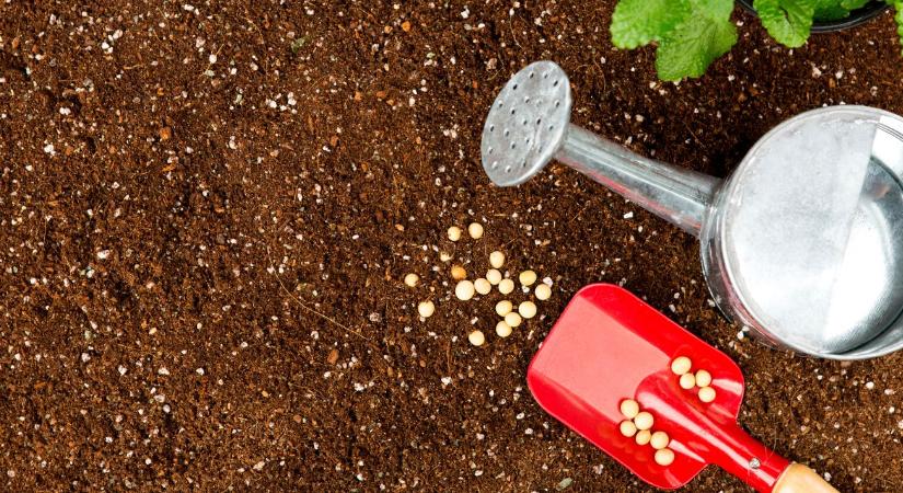 Vetés ideje: mikor melyik zöldséget érdemes elvetni?