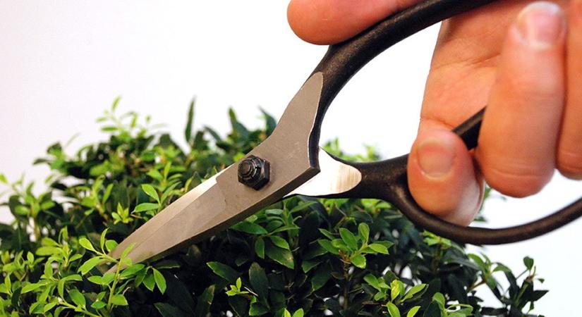 A bonsai nem felejt: egy rossz vágás évekig látszik – ezért ennyire izgalmas az Okatsune 201