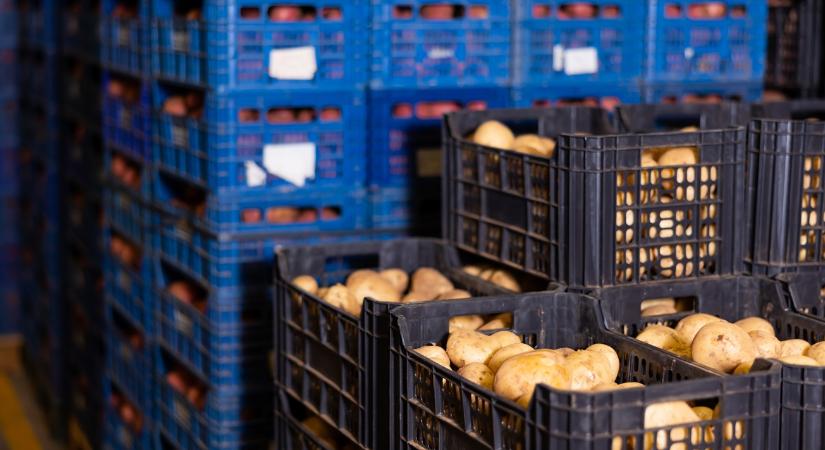 Lecsaptak a zöldségmaffiára: így működött a szegedi nagybani piac „számlagyára”