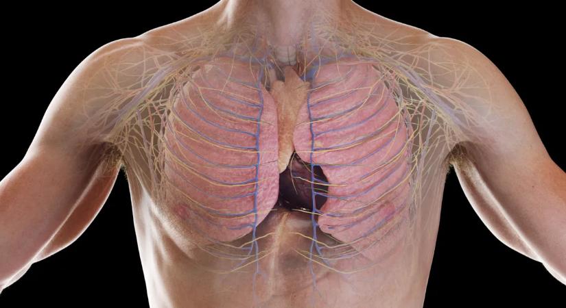 Megdőlt a tévhit! Kiderült, mire jó valójában a csecsemőmirigy