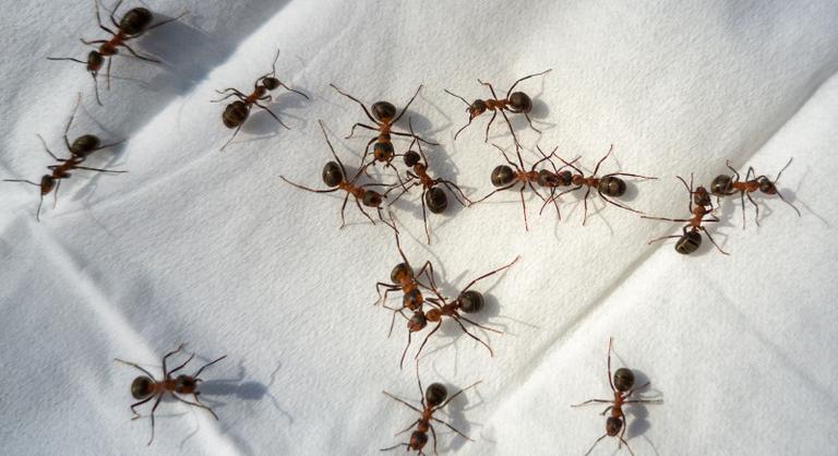 Kémcsőbe zárt birodalom: 2000 anyahangyával bukott le a nairobi reptéren egy csempész