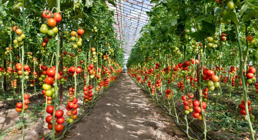 Zseniális: ez az ötlet forradalmasíthatja a paradicsomtermesztést