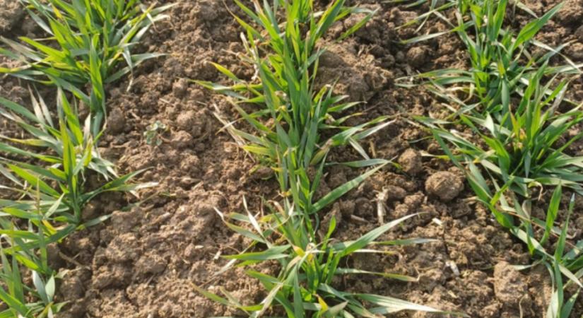 Agrometeorológia: 20 fokos hőingás és porszáraz talaj – ez a tavasz nem úgy indult, ahogy vártuk