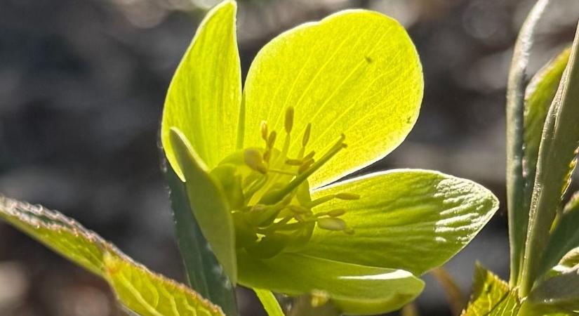 Csodák a hóvirágon és a tőzikén túl: bemutatjuk a Bakony csinos stratégáját ( fotók)