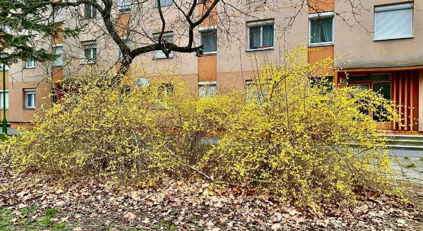 Tavaszi csata Dunaújváros utcáin: Kinek virít előbb a sárga koronája?