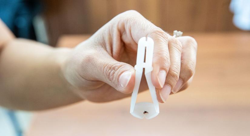 Előbújtak a kullancsok, ijesztően sokan vannak: itt a megoldás ellenük!