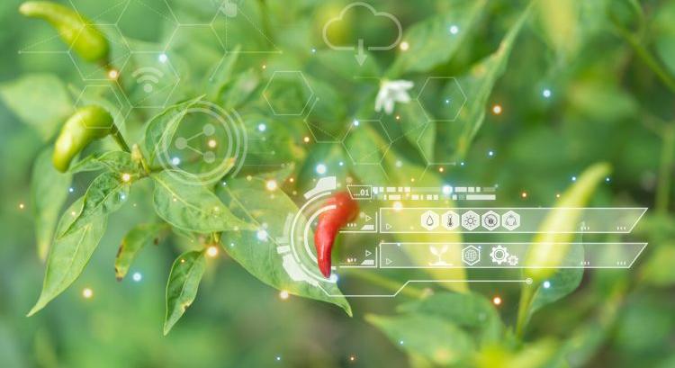 Így vadászik drón a növénybetegségekre