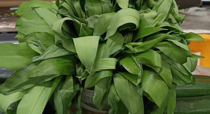 Már elindult a medvehagyma szezonja